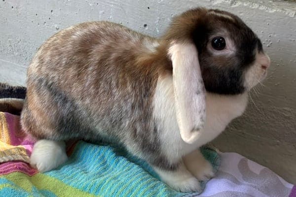 Ariana Dumbledore - Kleintier zur Adoption aus Tierheim Reutlingen