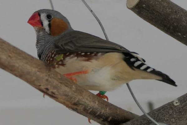 Atan - Vogel zur Adoption aus Tierheim Reutlingen