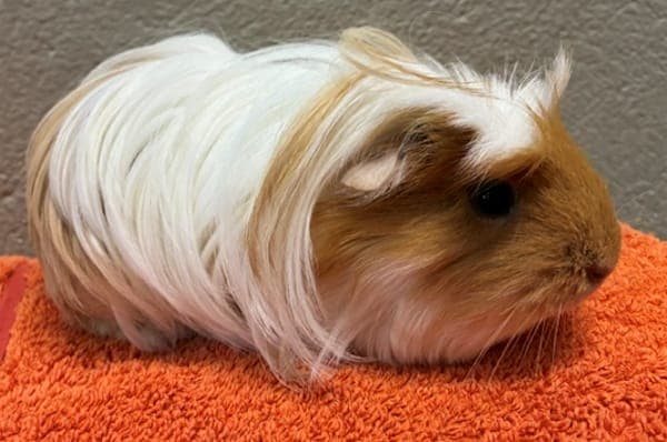 Augusta Longbottom - Kleintier zur Adoption aus Tierheim Reutlingen