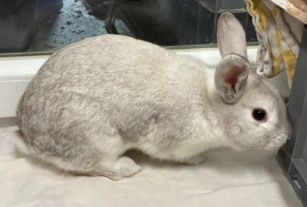 Aurora Sinistra - Kleintier zur Adoption aus Tierheim Reutlingen