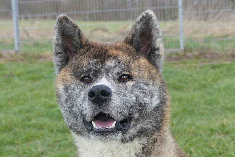 Ayuba - Hund zur Adoption aus Tierheim Reutlingen