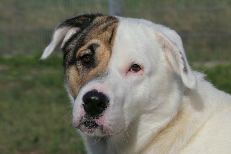 Balou - Hund zur Adoption aus Tierheim Reutlingen