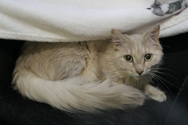 Barbara - Katze zur Adoption aus Tierheim Reutlingen
