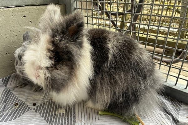 Barby Kelly - Kleintier zur Adoption aus Tierheim Reutlingen