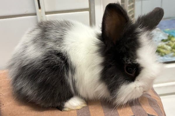 Barty Crouch Junior - Kleintier zur Adoption aus Tierheim Reutlingen