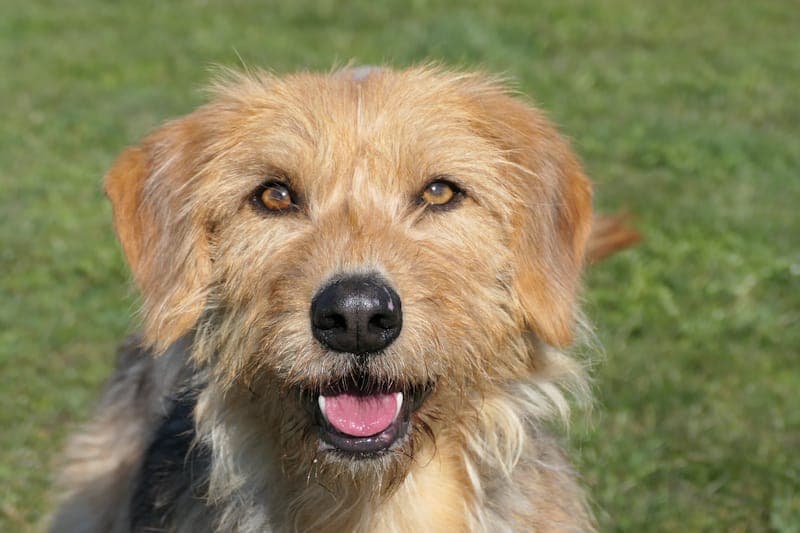 Becca NEU - Hund zur Adoption aus Tierheim Reutlingen