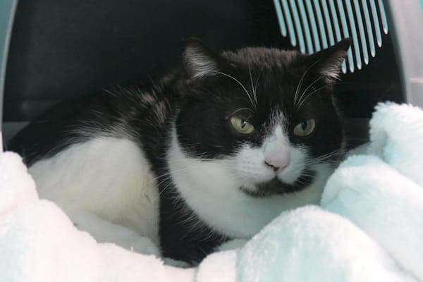 Belina - Katze zur Adoption aus Tierheim Reutlingen