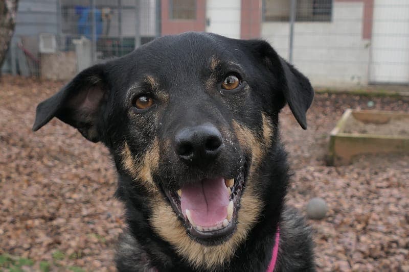 Bento - Hund zur Adoption aus Tierheim Reutlingen