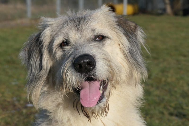 Bero - Hund zur Adoption aus Tierheim Reutlingen