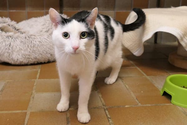 Bert - Katze zur Adoption aus Tierheim Reutlingen