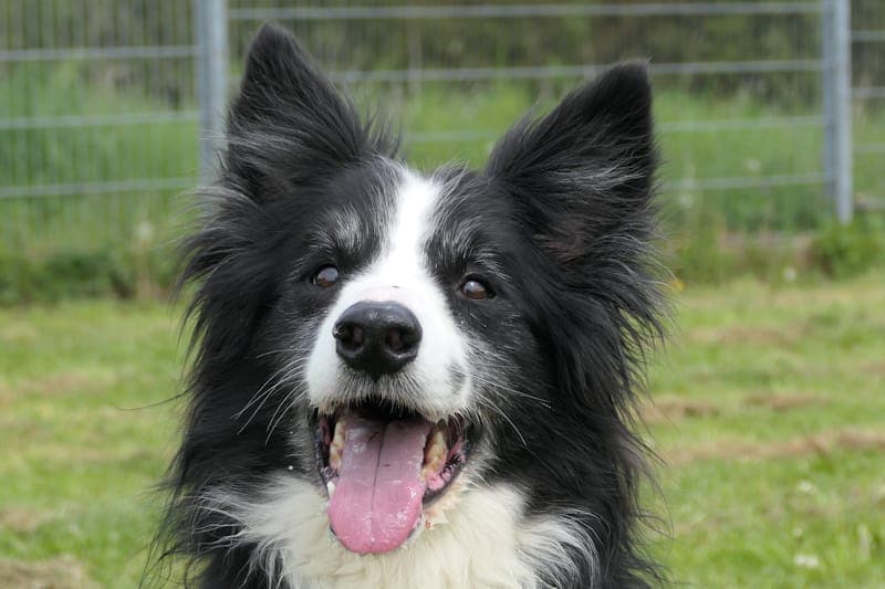 Bert NEU - Hund zur Adoption aus Tierheim Reutlingen