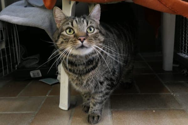 Big Ben - Katze zur Adoption aus Tierheim Reutlingen