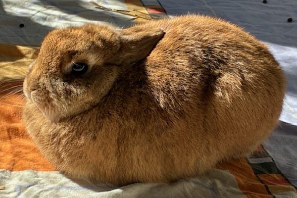 Bill Weasley - Kleintier zur Adoption aus Tierheim Reutlingen