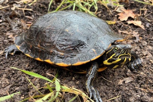 Bogrod - Exot zur Adoption aus Tierheim Reutlingen
