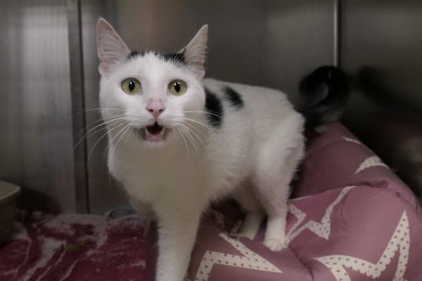 Bono - Katze zur Adoption aus Tierheim Reutlingen