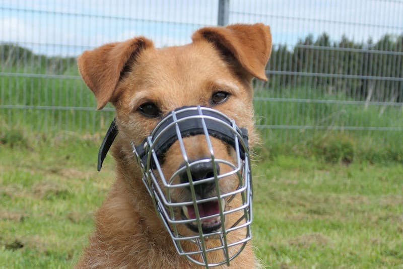 Boris - Hund zur Adoption aus Tierheim Reutlingen