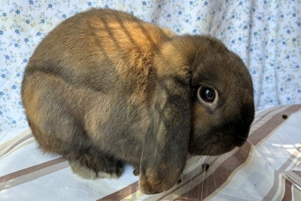 Broderick Bode - Kleintier zur Adoption aus Tierheim Reutlingen