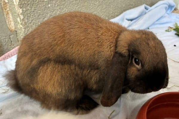 Broderick Bode - Kleintier zur Adoption aus Tierheim Reutlingen