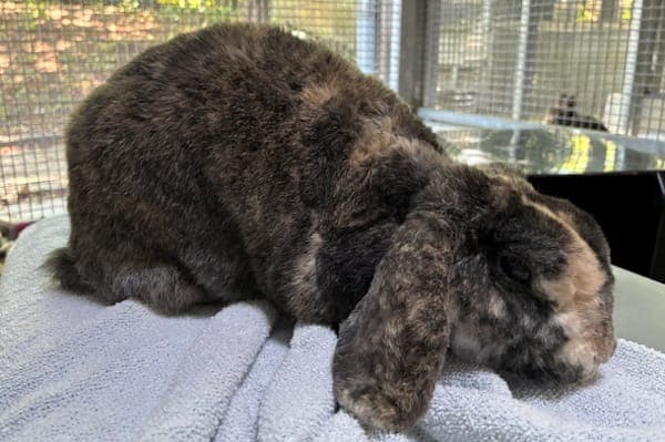 Buckbeak - Kleintier zur Adoption aus Tierheim Reutlingen