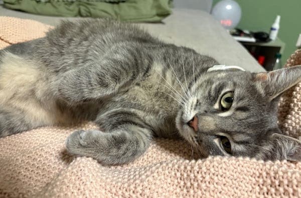 Calissi - Katze zur Adoption aus Tierheim Reutlingen