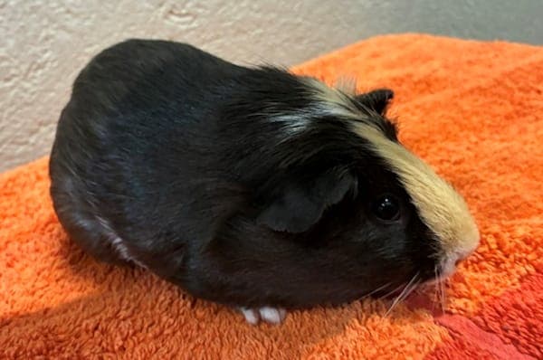 Celestina Warbeck - Kleintier zur Adoption aus Tierheim Reutlingen