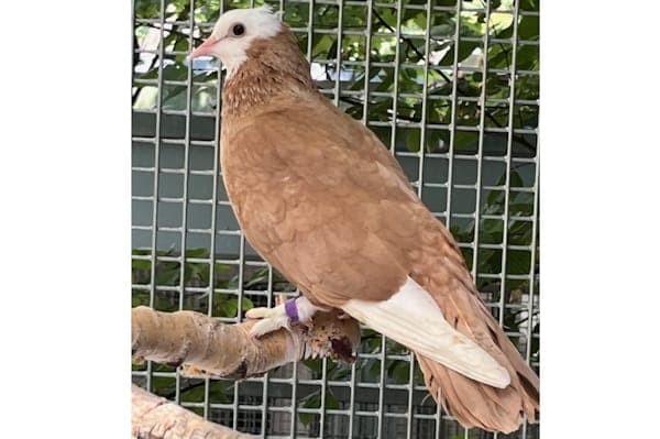 Cerkezko - Vogel zur Adoption aus Tierheim Reutlingen