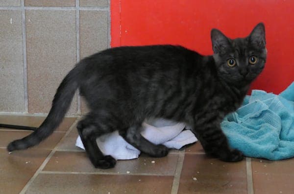 Chad, Chaim, Chayenne und Charleston - Katze zur Adoption aus Tierheim Reutlingen