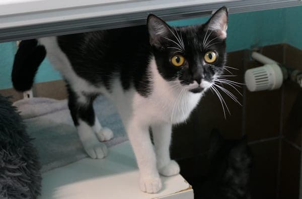 Charlie - Katze zur Adoption aus Tierheim Reutlingen