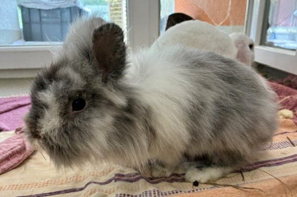 Charlston - Kleintier zur Adoption aus Tierheim Reutlingen