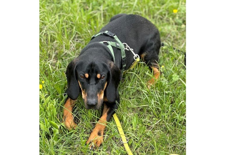 Chase VERMITTLUNGSHILFE - Hund zur Adoption aus Tierheim Reutlingen