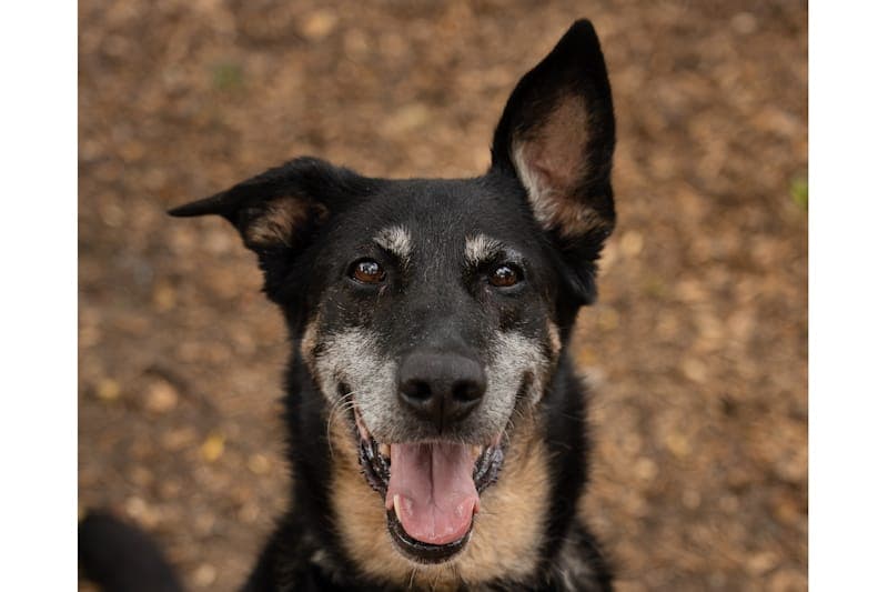Clementine - Hund zur Adoption aus Tierheim Reutlingen