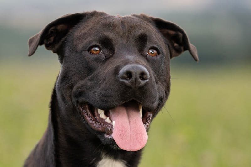 Coke NEU - Hund zur Adoption aus Tierheim Reutlingen