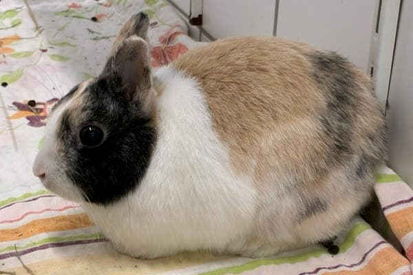 Corban Yaxley - Kleintier zur Adoption aus Tierheim Reutlingen
