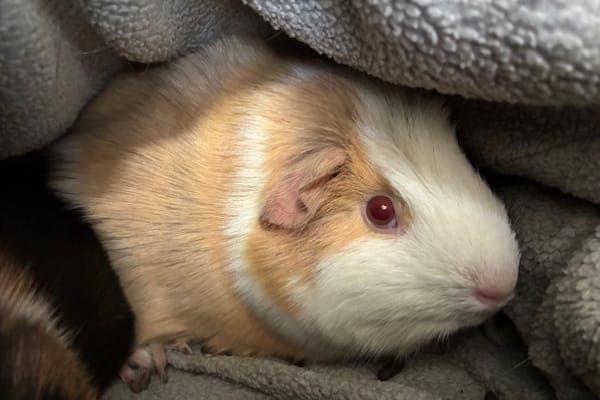 Cornelius Fudge - Kleintier zur Adoption aus Tierheim Reutlingen