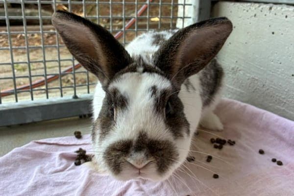 Credence Barebone - Kleintier zur Adoption aus Tierheim Reutlingen