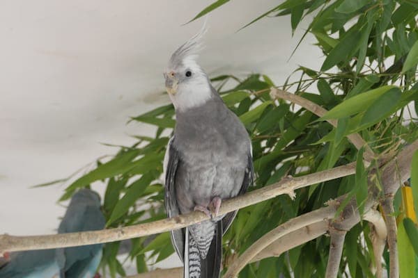 Csárdás - Vogel zur Adoption aus Tierheim Reutlingen