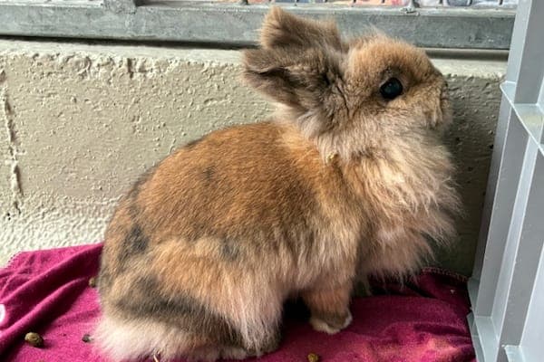 Cyane - Kleintier zur Adoption aus Tierheim Reutlingen