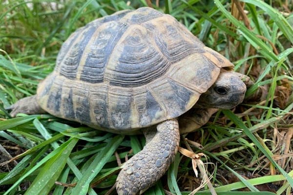 Daniel Bernoulli - Exot zur Adoption aus Tierheim Reutlingen
