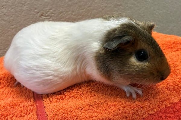 Daphne Greengrass - Kleintier zur Adoption aus Tierheim Reutlingen