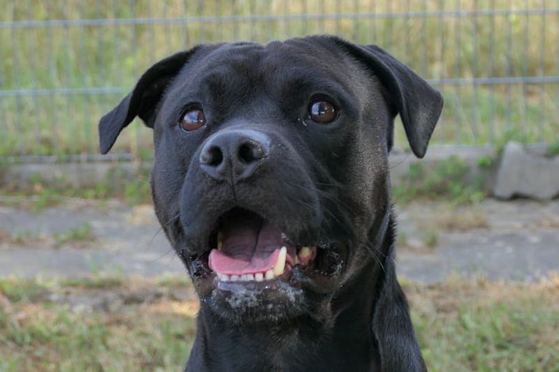Darwin NEU - Hund zur Adoption aus Tierheim Reutlingen