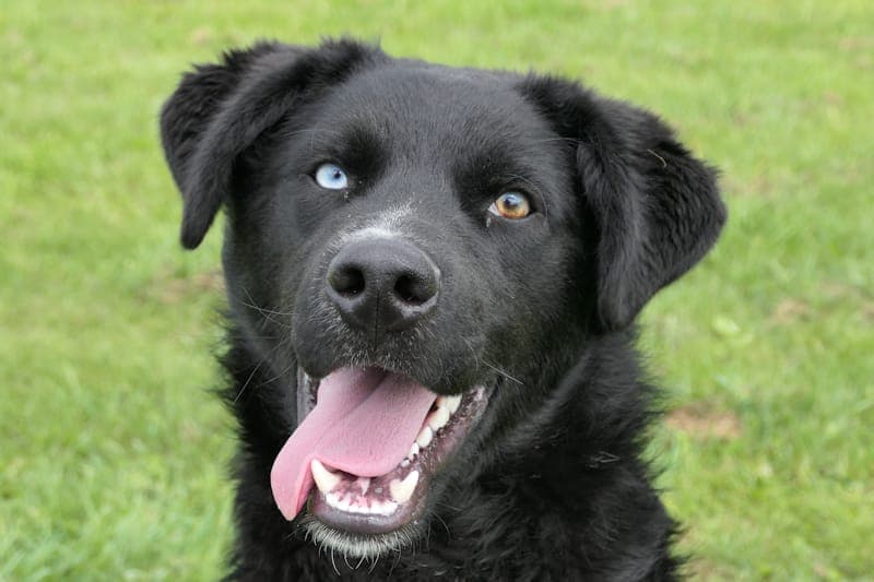 Dean NEU - Hund zur Adoption aus Tierheim Reutlingen