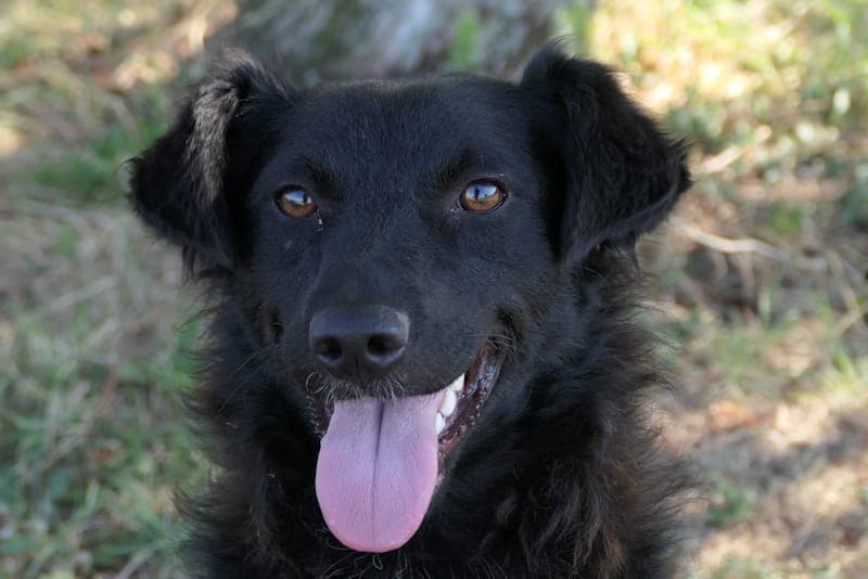 Diana NEU - Hund zur Adoption aus Tierheim Reutlingen