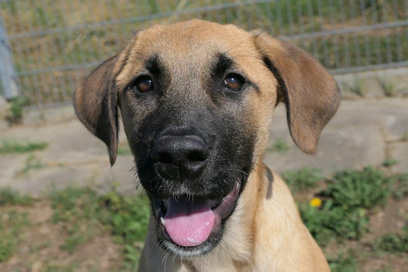 Diesel NEU - Hund zur Adoption aus Tierheim Reutlingen