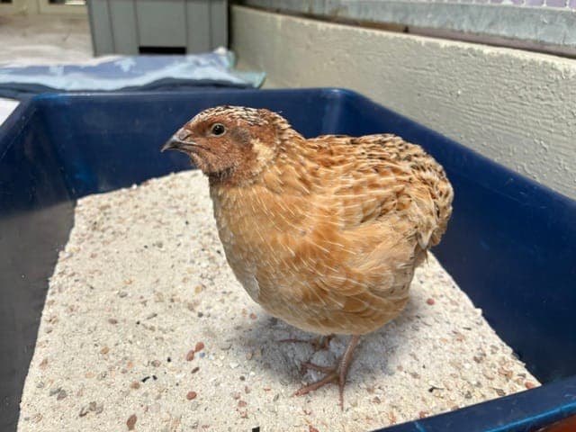 Dirk Cresswell - Vogel zur Adoption aus Tierheim Reutlingen