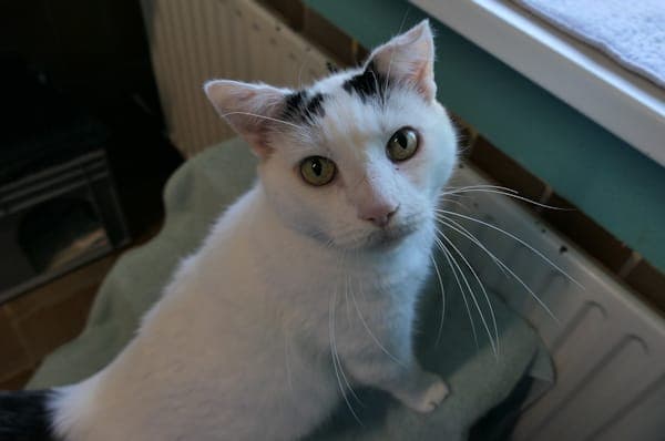 Dorian - Katze zur Adoption aus Tierheim Reutlingen