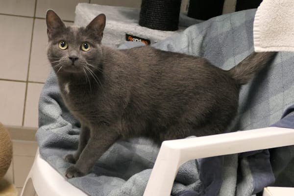 Elba - Katze zur Adoption aus Tierheim Reutlingen