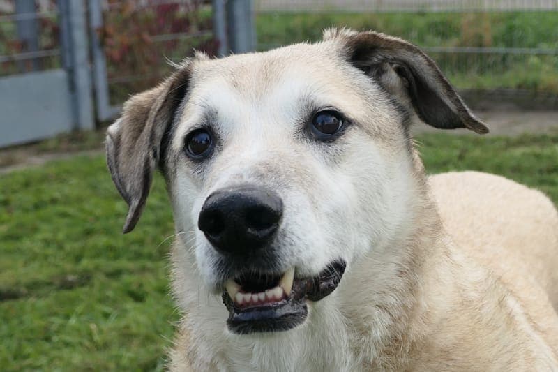 Elmo - Hund zur Adoption aus Tierheim Reutlingen