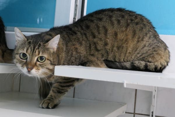 Elysia - Katze zur Adoption aus Tierheim Reutlingen