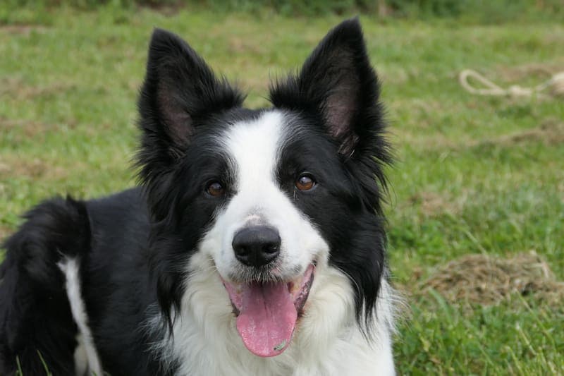 Ernie - Hund zur Adoption aus Tierheim Reutlingen