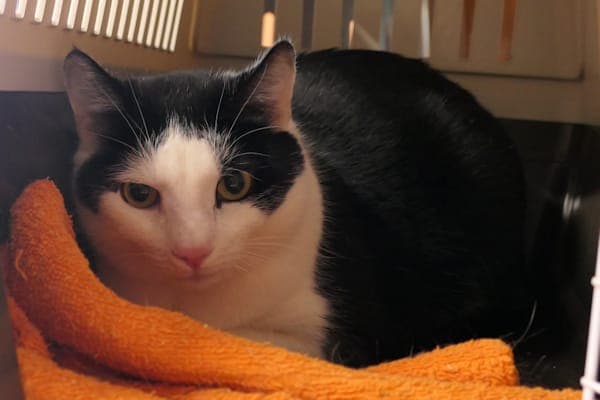 Ernie - Katze zur Adoption aus Tierheim Reutlingen